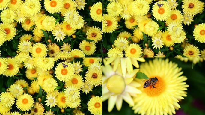 花朵 花卉 蜜蜂采集花粉