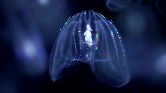 疣冠水母特写镜头发光物质神奇现场生物电流