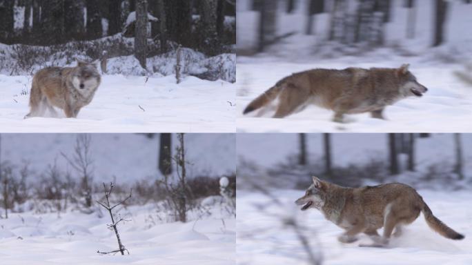 冬日森林里的两只狼在雪地里奔跑