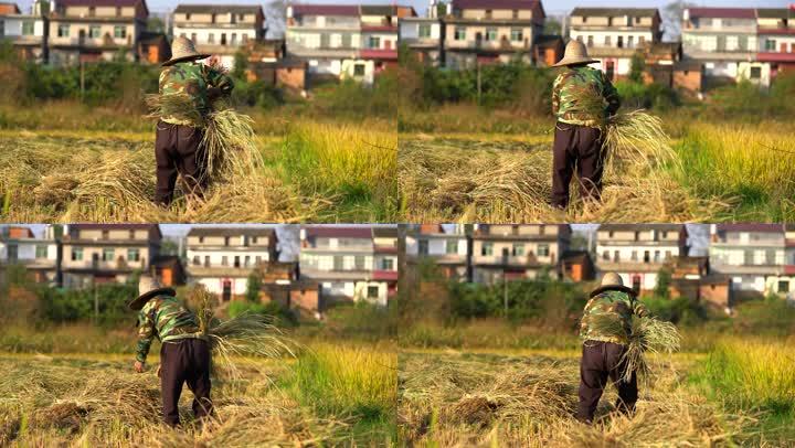 农妇正在收拾水稻