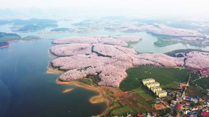 4K航拍贵州贵安樱花园核心区大景风光