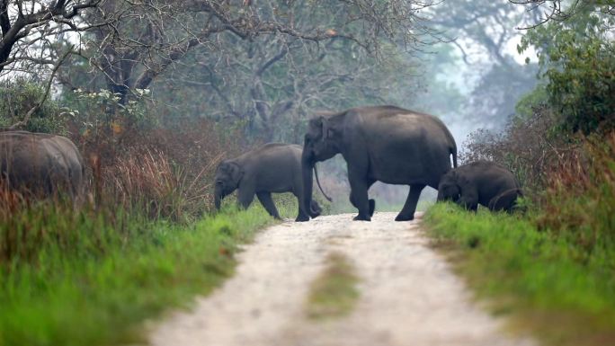 一大群亚洲象在森林中横穿马路
