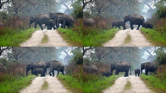 一大群亚洲象在森林中横穿马路