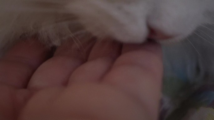 布偶猫咪舔手猫舌头倒刺 (2)