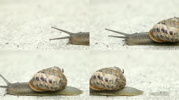 路过的蜗牛蜗牛慢慢爬