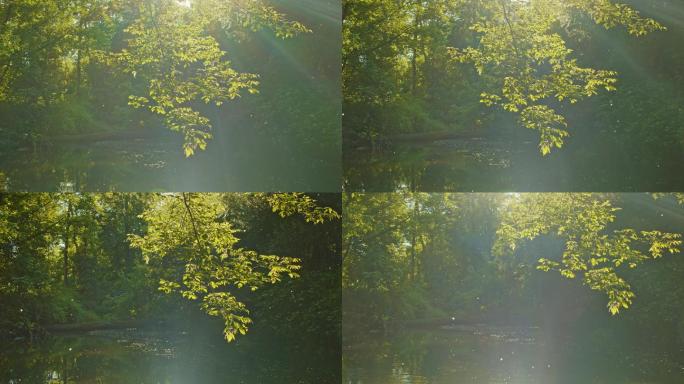 阳光下的森林唯美阳光森林树叶逆光竹林柳树