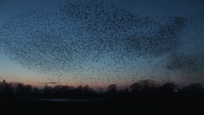 大群鸟在天空中造形