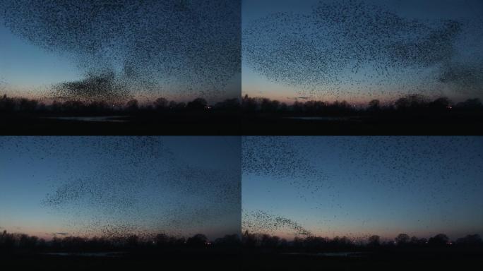 大群鸟在天空中造形