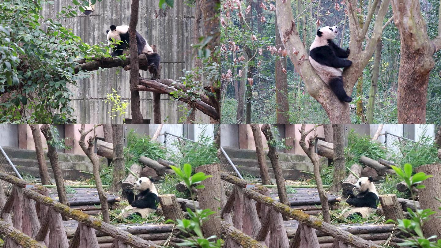 成都大熊猫基地熊猫吃竹子熊猫爬树熊猫玩耍