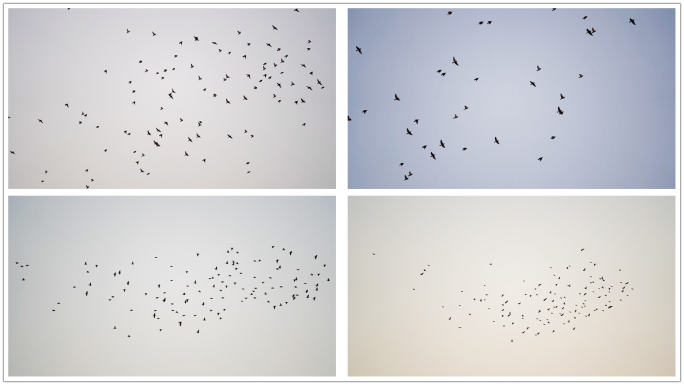 成群的鸟飞过天空