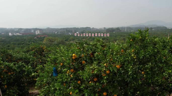 发展脐橙产业加快乡村振兴
