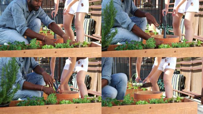 夫妇俩在种植盆栽种植黑人男性居家绿植