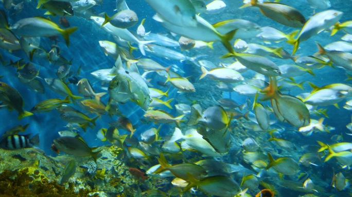 鱼群水下拍摄海洋大海黄尾梅鲷