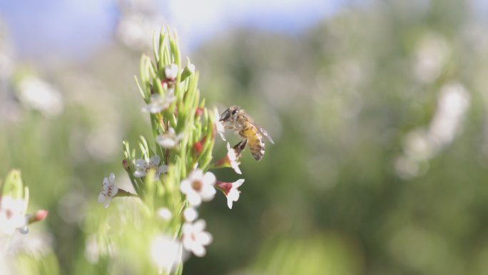 采集花粉的蜜蜂视频素材