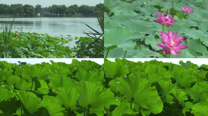 颐和园湖心岛的荷花