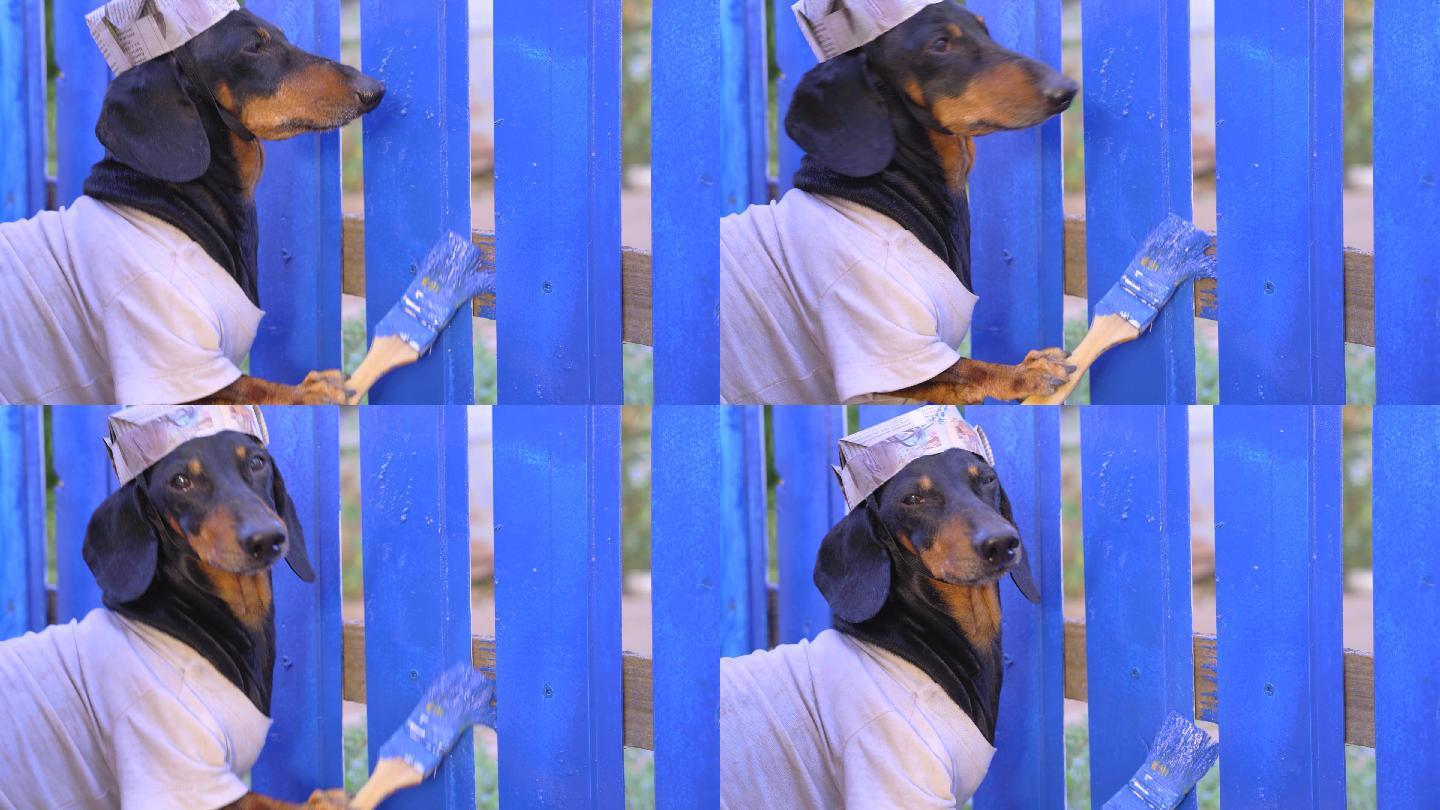 狗用蓝色染料在村里的木栅栏上涂上油漆