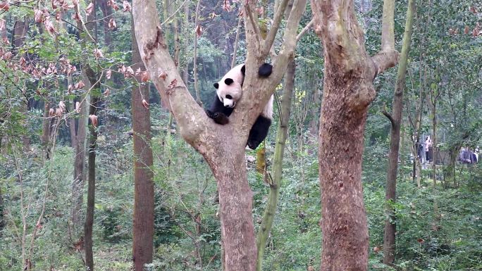 成都大熊猫基地熊猫吃竹子熊猫爬树熊猫玩耍