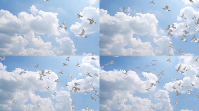 白鸽飞翔和平鸽飞过蓝天放飞梦想鸽子起飞