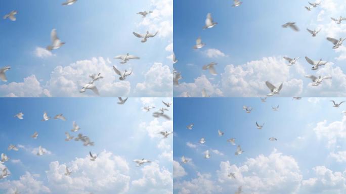 一群和平鸽飞过蓝天 白鸽飞翔梦想鸽子起飞