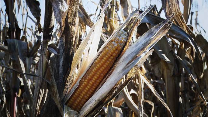 干旱和田间玉米病害。