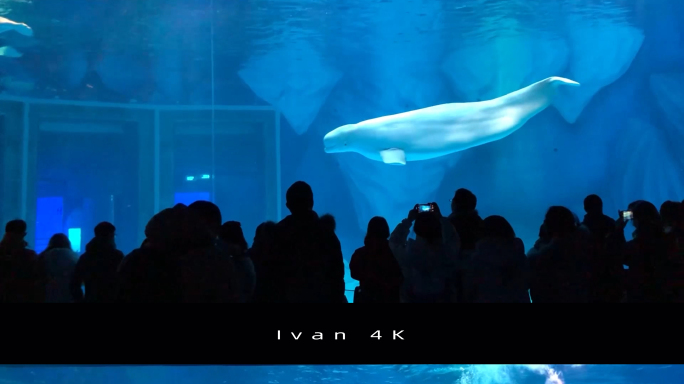 4K高清水族馆白鲸实拍