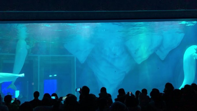 4K高清水族馆白鲸实拍