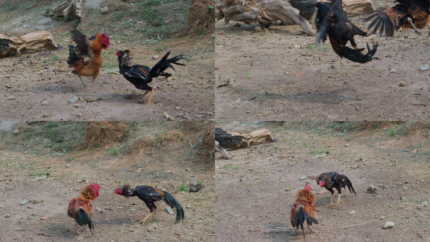 老挝农村的公鸡打架 斗鸡