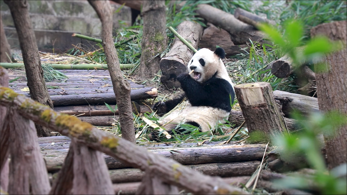 成都大熊猫基地熊猫吃竹子熊猫坐着进食