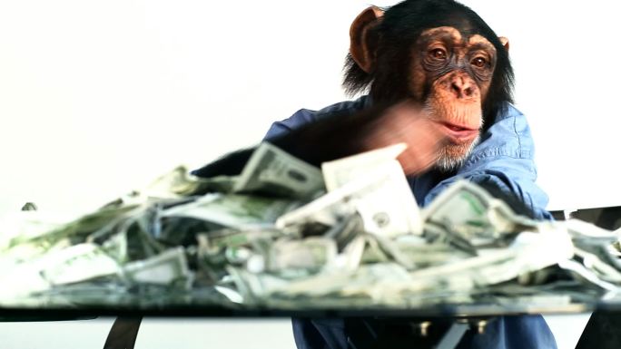 黑猩猩的钱很兴奋