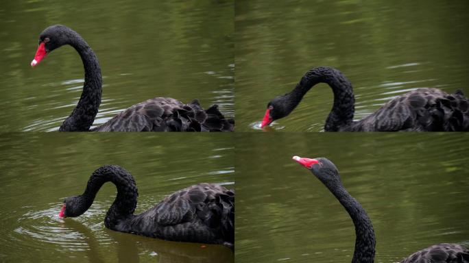 黑天鹅在池塘里游泳