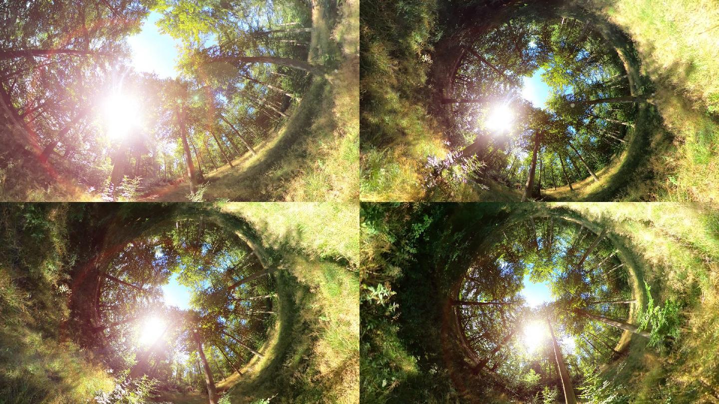 VR360绿色森林