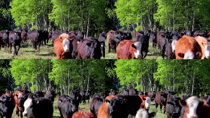 穿过牧场的牛现代农业绿色生态农民三农
