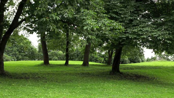 绿色公园，有高大的古树和荫凉的地方。