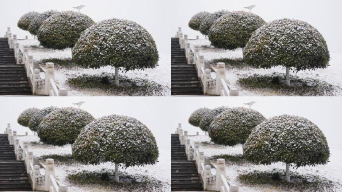 4K北方冬天雪中蘑菇状冬青树实拍视频