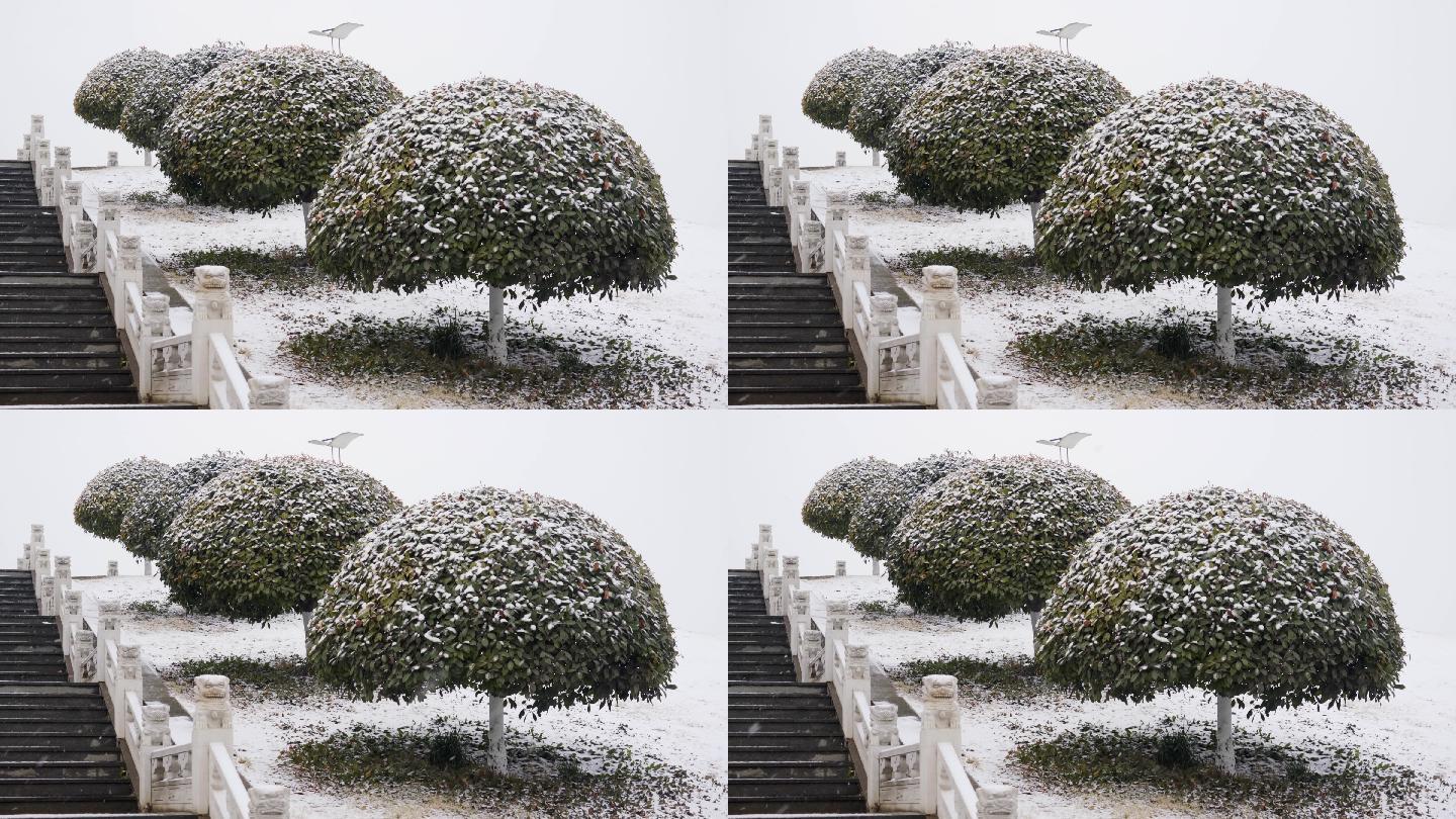 4K北方冬天雪中蘑菇状冬青树实拍视频