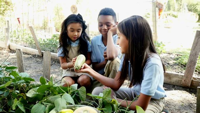 小学生检查香蕉胡椒和西葫芦