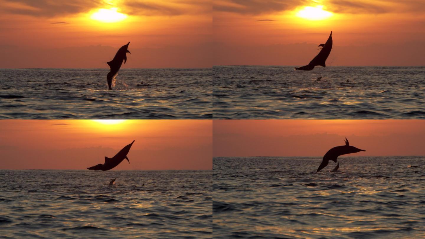 海上的宽吻海豚海洋鱼群跳出海面出水