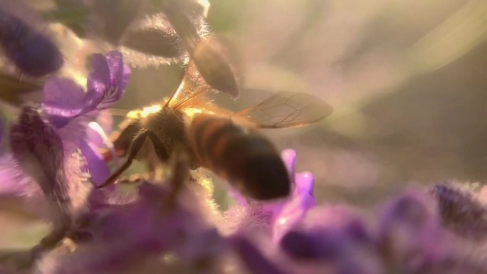 蜂与花花海春天百花绽放唯美樱花植物