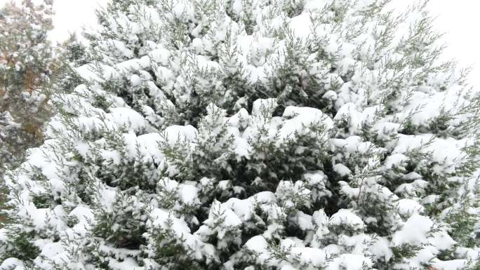 雪与松树