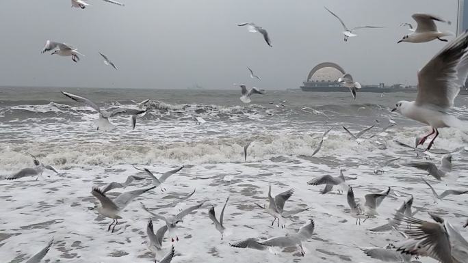 海边海鸥鸣叫