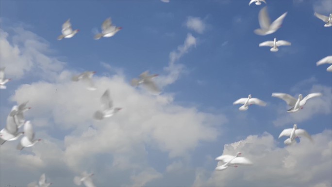 蓝天白鸽飞翔一群白鸽放飞希望梦想国庆白鸽