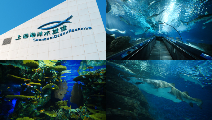 上海海洋水族馆完整版