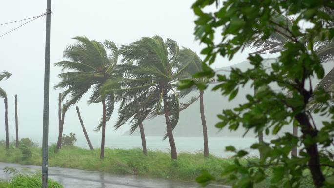 大雨和强风下的树木和棕榈树。