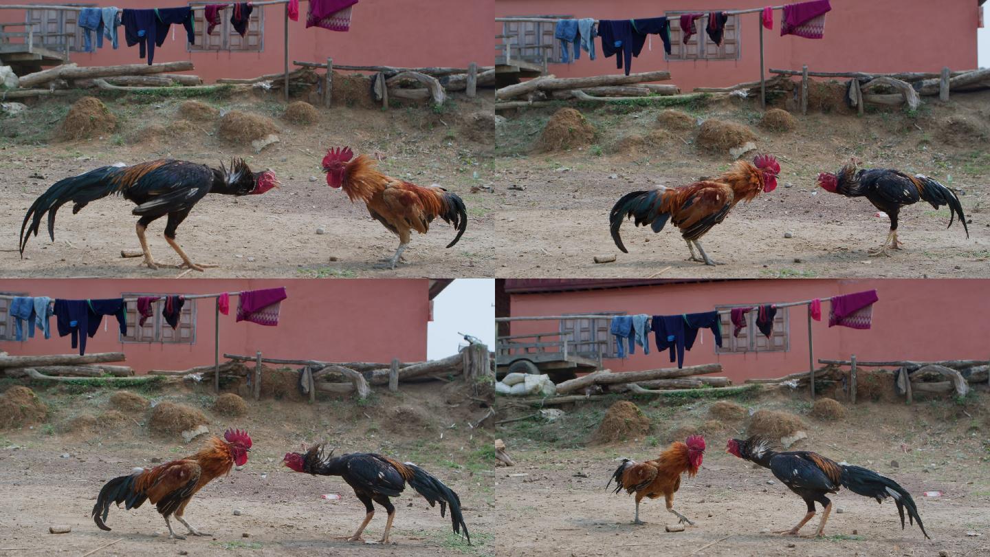 老挝农村的公鸡打架 斗鸡