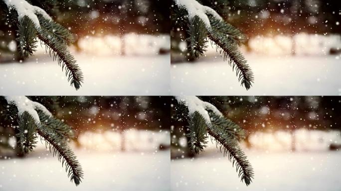 下雪中的树叶雪花飘落冬天冬季