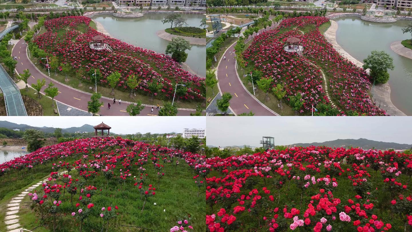 幸福花海 玫瑰花海