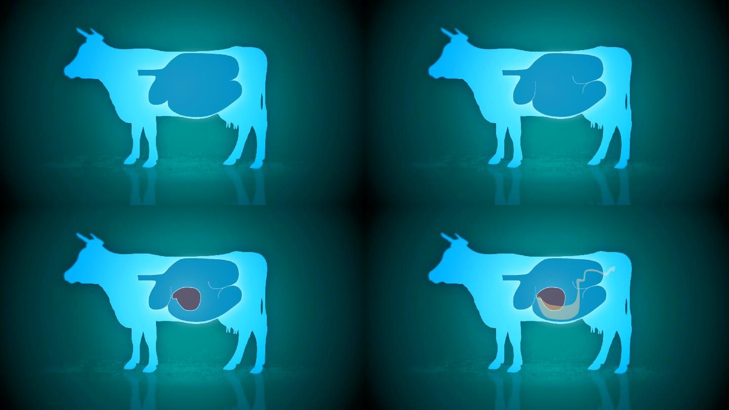 牛胃横截面卡通动漫漫画动画兽医奶牛
