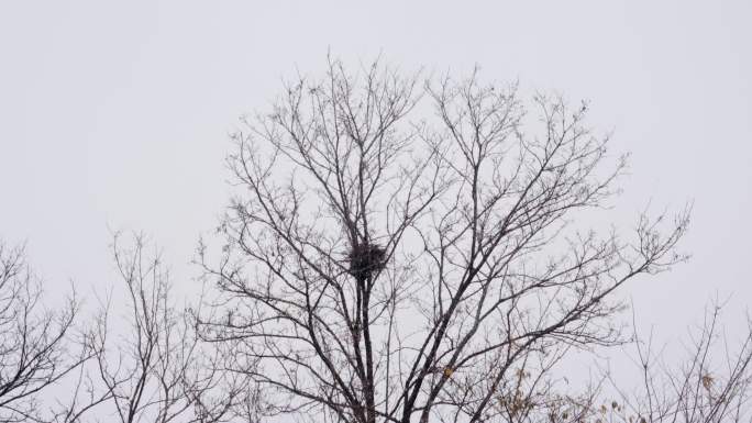 4K北方冬天大雪中树枝上的鸟窝实拍视频