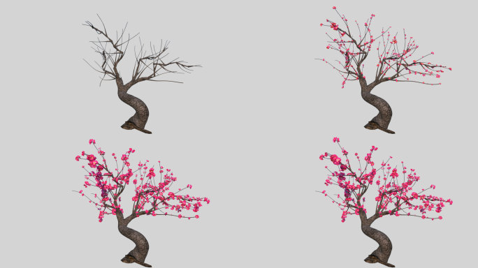 梅花树生长动画-带透明通道