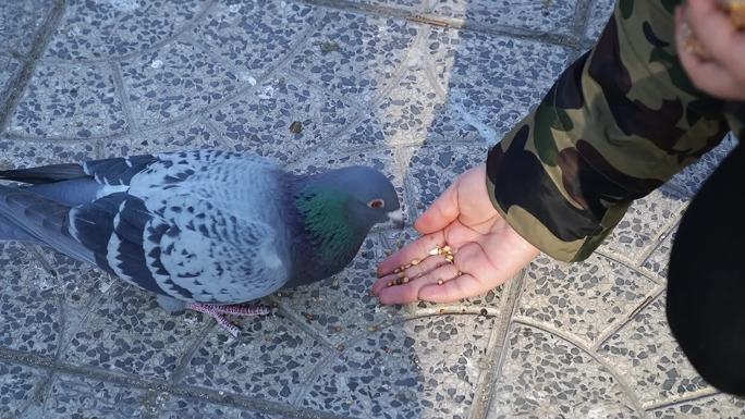 实拍公园广场美女用手喂鸽子